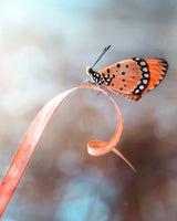 The Butterfly Poster och Canvastavla