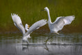 Two snowy egrets Poster och Canvastavla