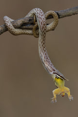 rhino rat snake Poster och Canvastavla
