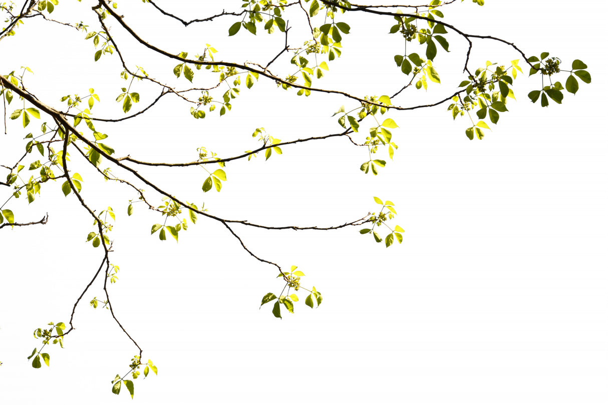 Green Tree Foliage Photo I Poster och Canvastavla
