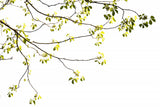Green Tree Foliage Photo I Poster och Canvastavla