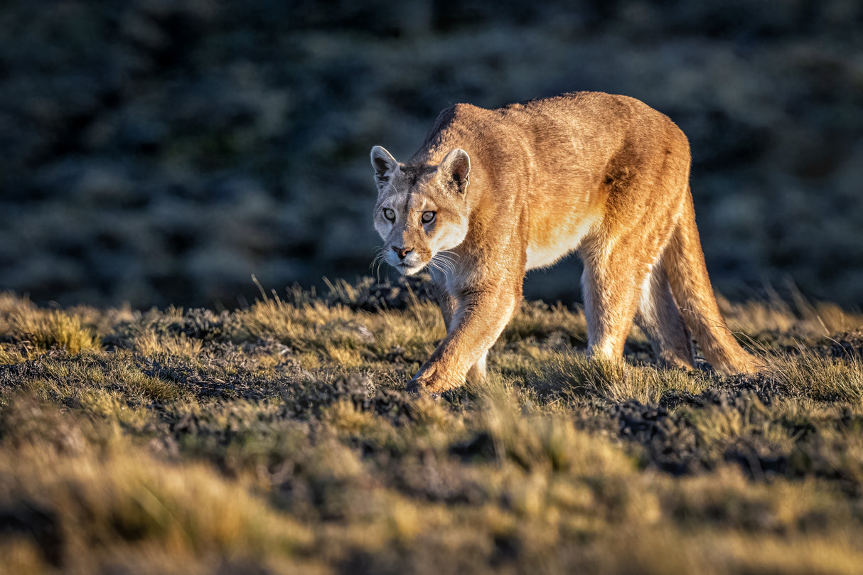 Guanacos for lunch? Poster och Canvastavla