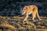 Guanacos for lunch? Poster och Canvastavla