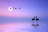 Flying Flamingo Poster och Canvastavla