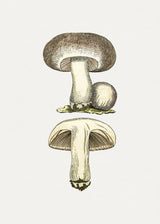 Hand Drawn Field Mushroom Gray Poster och Canvastavla