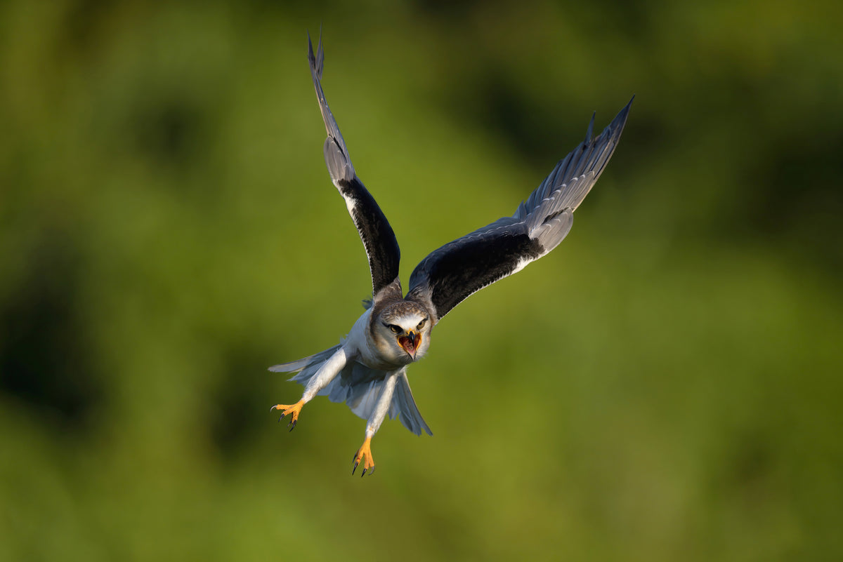 Black-winged Kite Poster och Canvastavla