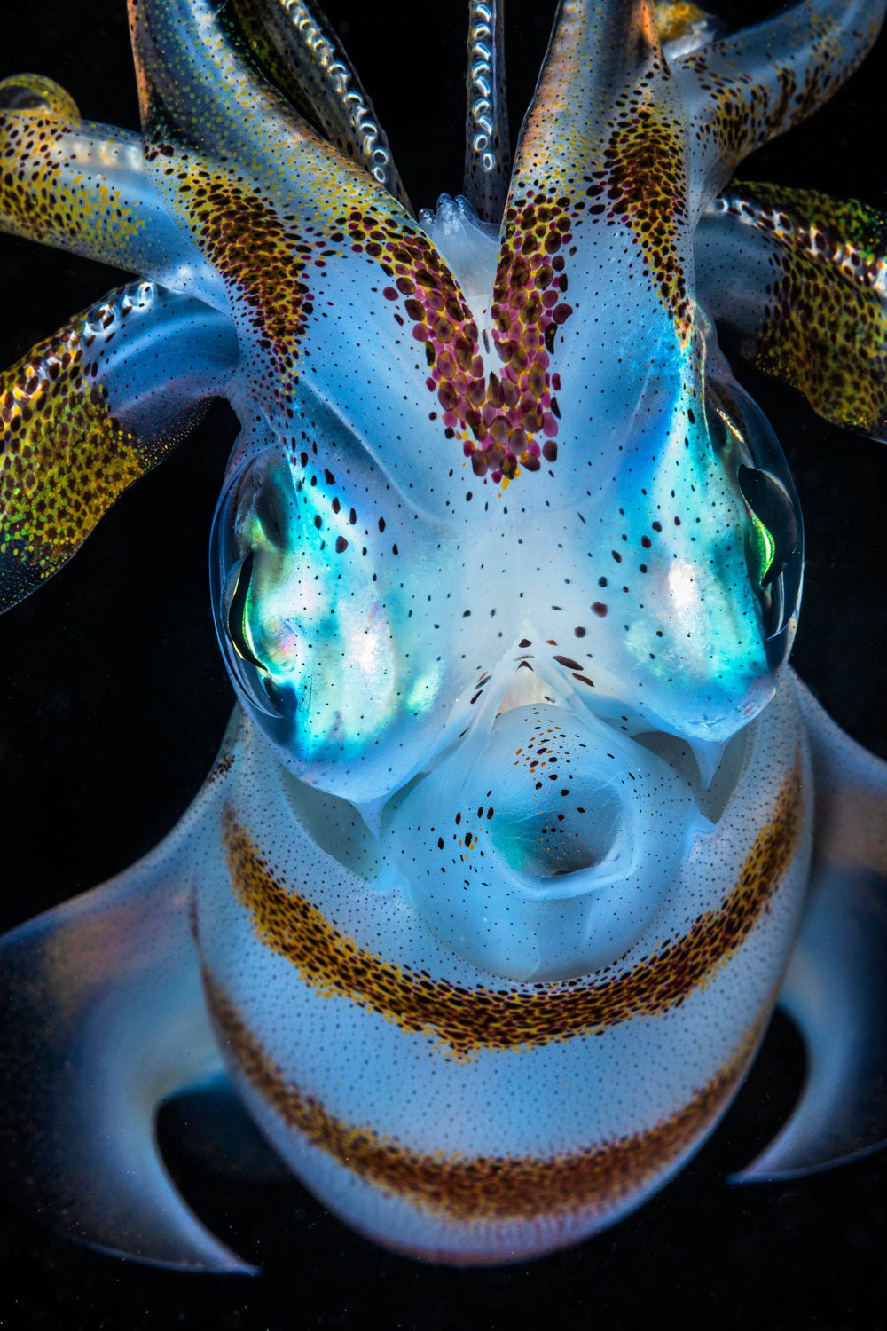 Squid close up Poster och Canvastavla