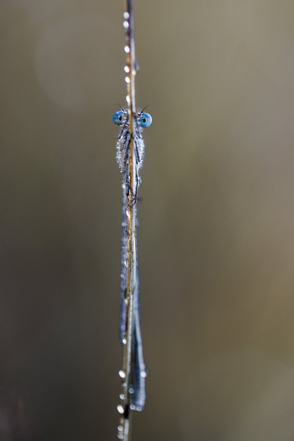 Common bluet Poster och Canvastavla