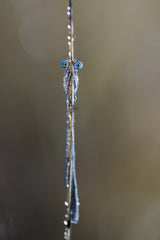 Common bluet Poster och Canvastavla
