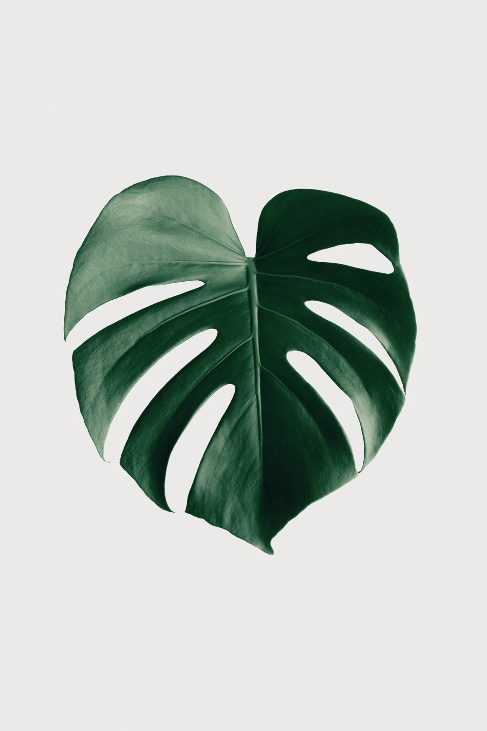 Monstera Natural 24 Poster och Canvastavla