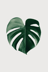 Monstera Natural 24 Poster och Canvastavla