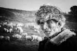 The shepherd Poster och Canvastavla