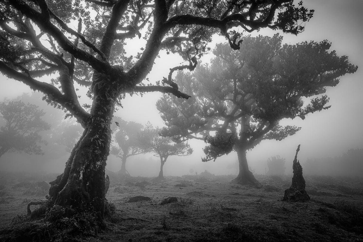 Tree Study 1. Poster och Canvastavla