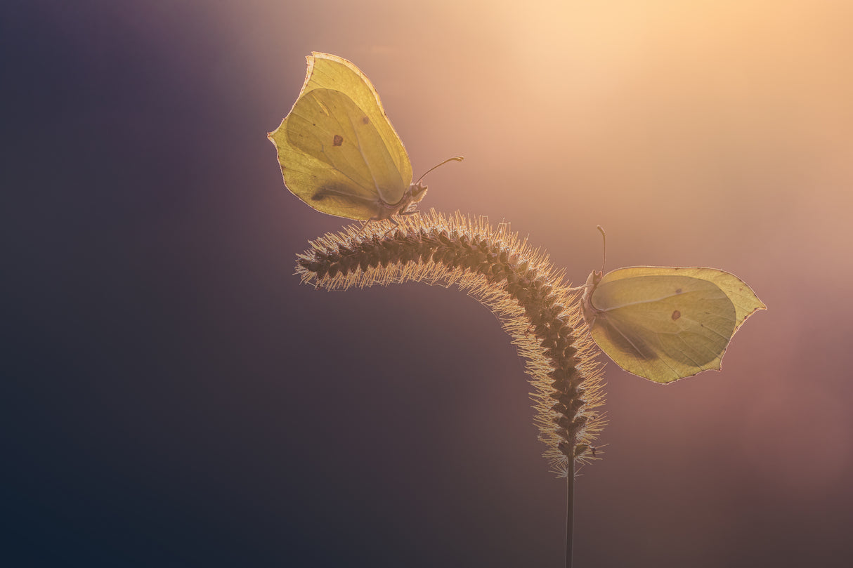 Brimstone Butterflies Poster och Canvastavla