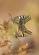 papilio Poster och Canvastavla