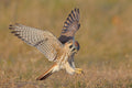 American Kestrel Poster och Canvastavla