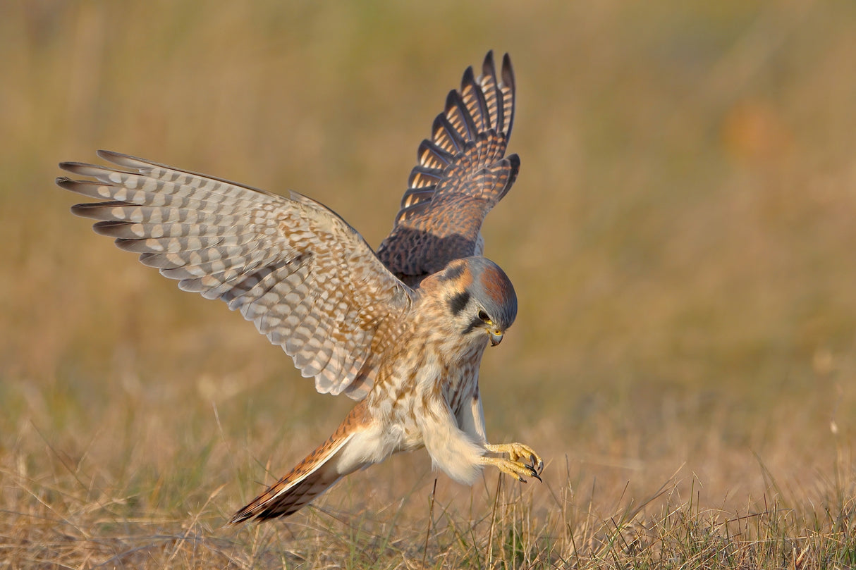 American Kestrel Poster och Canvastavla
