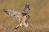 American Kestrel Poster och Canvastavla