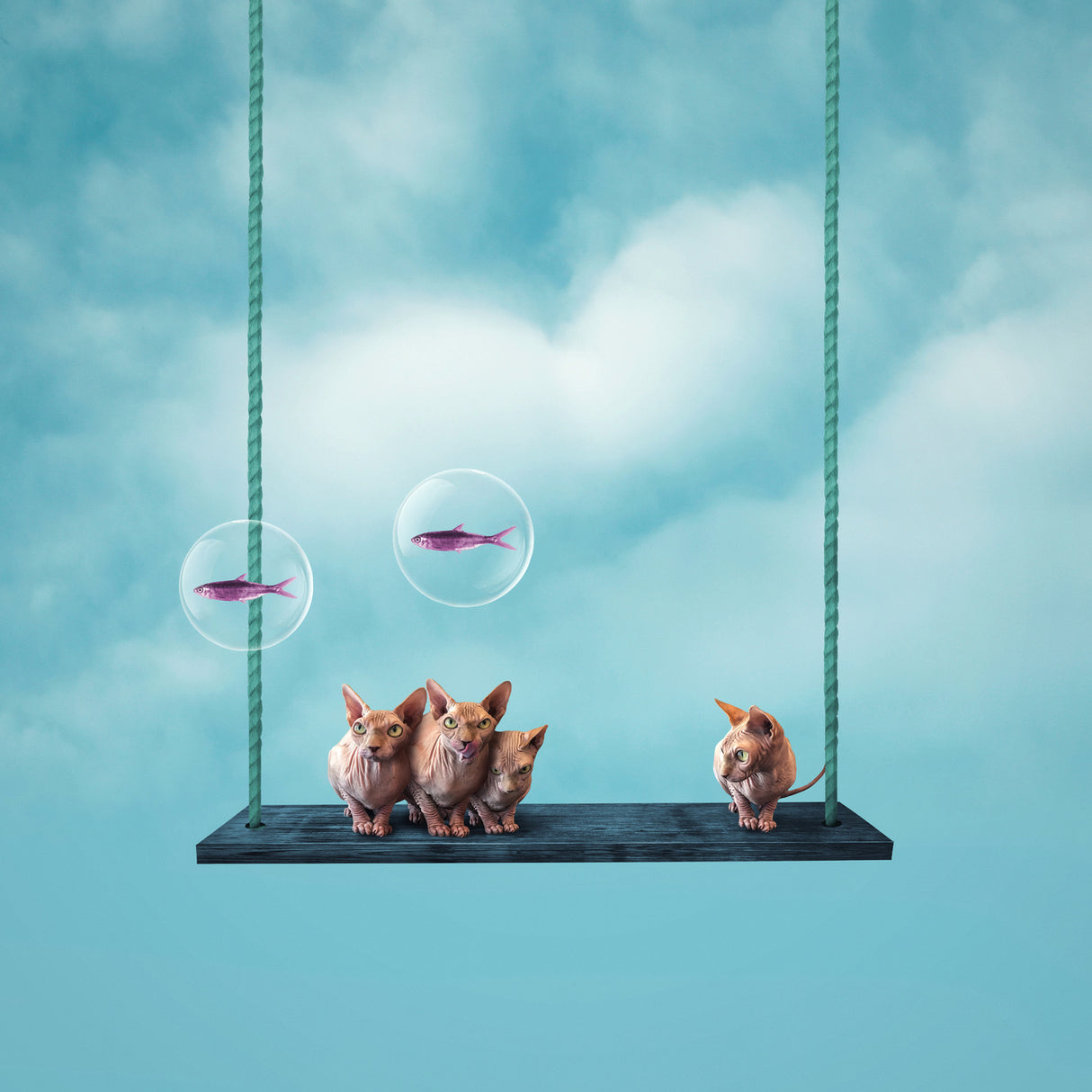Dreams are my reality Poster och Canvastavla