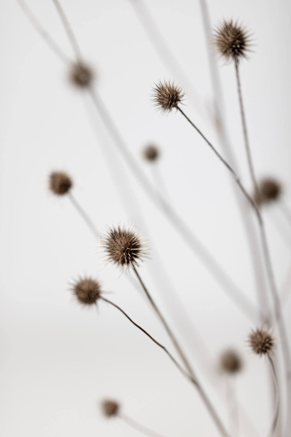 Thistle Grey 06 Poster och Canvastavla