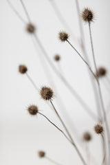 Thistle Grey 06 Poster och Canvastavla