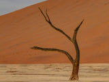 Deadvlei, Sossusvlei, Namibia Poster och Canvastavla