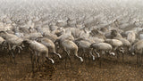 the cranes Poster och Canvastavla