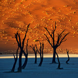 Deadvlei, Sossusvlei, Namibia Poster och Canvastavla