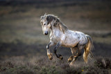 Wild Wild West Poster och Canvastavla
