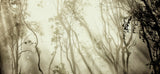 Fog Poster och Canvastavla