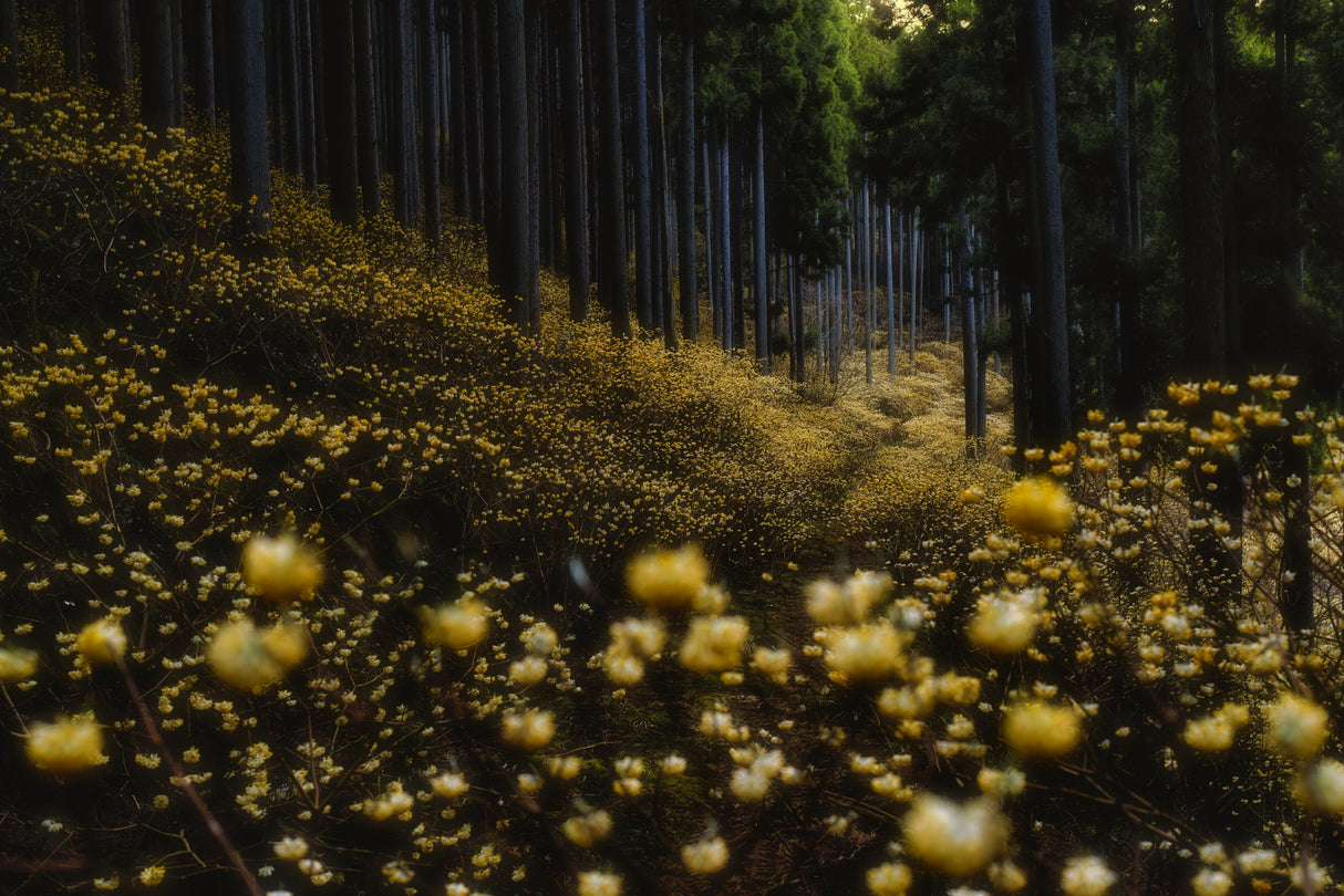 Golden forest (”Mitsumata” in full bloom) Poster och Canvastavla