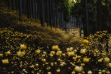 Golden forest (”Mitsumata” in full bloom) Poster och Canvastavla