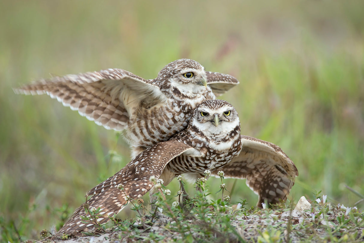 Burrowing Owls Love Poster och Canvastavla