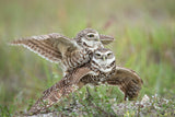 Burrowing Owls Love Poster och Canvastavla
