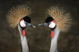 Grey Crowned Cranes Appointment Poster och Canvastavla