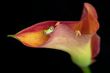 The Lemur Tree Frog and Calla Lily Poster och Canvastavla