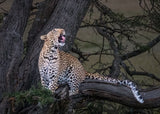 Leopard Poster och Canvastavla