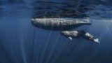 Mama's Belly ( sperm whales) Poster och Canvastavla