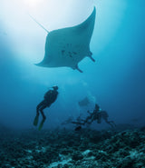Manta ray Poster och Canvastavla