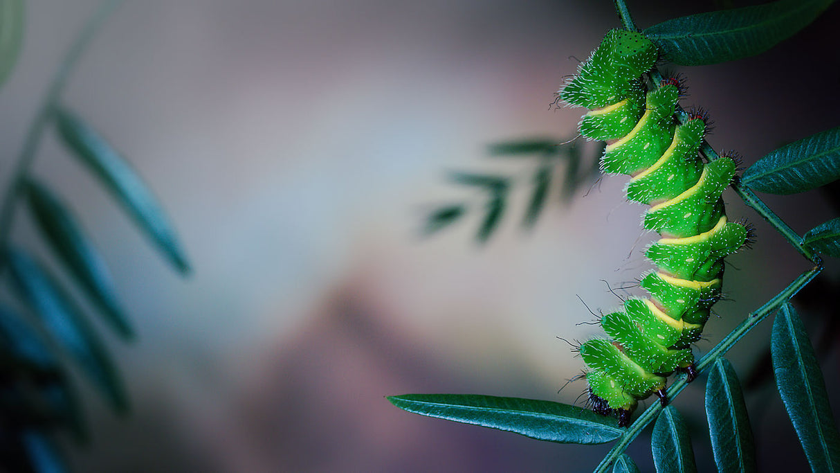Mittrei larva Poster och Canvastavla