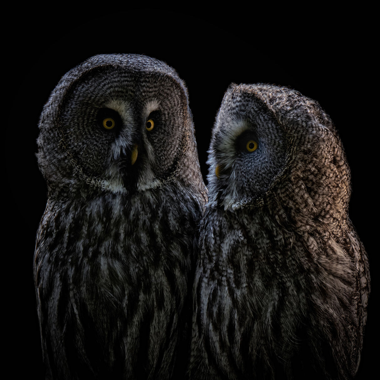 Two Owls Poster och Canvastavla