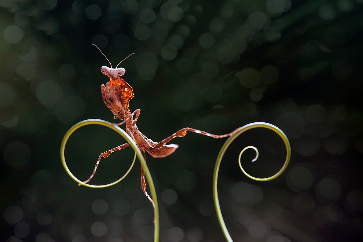 Mantis Fotogenic Poster och Canvastavla
