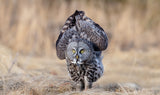Gray owl Poster och Canvastavla
