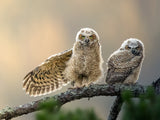 little owl at dusk Poster och Canvastavla
