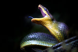 Gonyosoma oxycephala - Javanese Green Snake Poster och Canvastavla