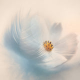 Blue Feather with White Cosmo Poster och Canvastavla