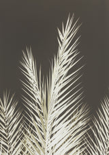 Phoenix Poster och Canvastavla