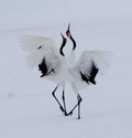 Dancing in the snow. Poster och Canvastavla