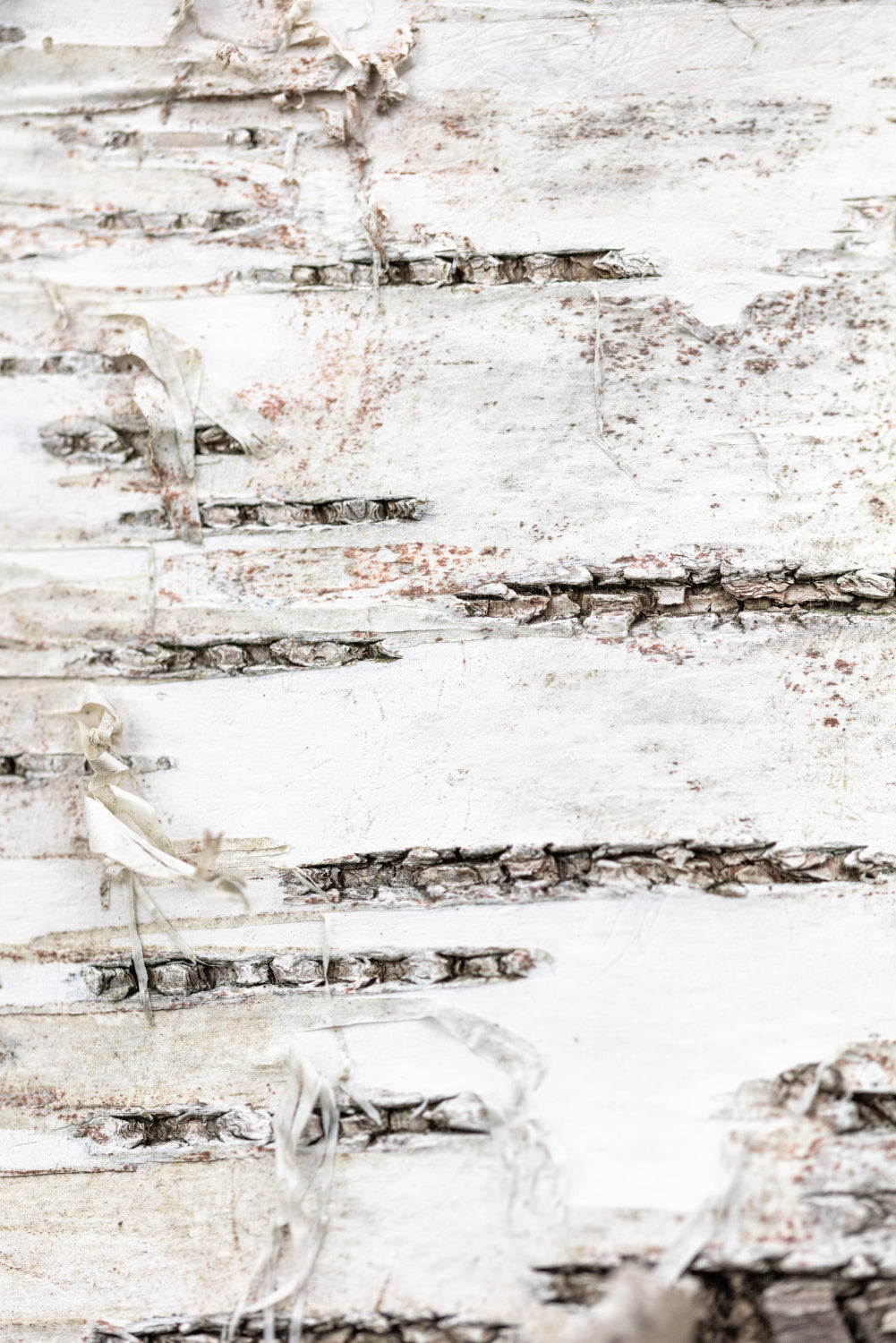 Tree bark_1 Poster och Canvastavla