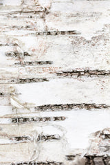 Tree bark_1 Poster och Canvastavla